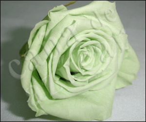 rosa_verde_claro.GIF